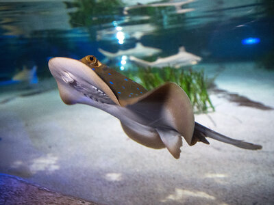 Box 2 Eintrittstickets für SEA LIFE Oberhausen für 2 Erwachsene