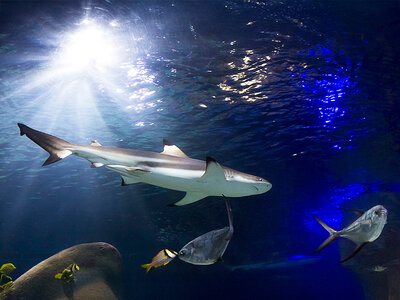 Box 1 Eintrittsticket für SEA LIFE Oberhausen für 1 Erwachsenen