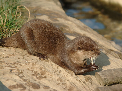 1 Eintrittsticket für SEA LIFE Oberhausen für 1 Erwachsenen