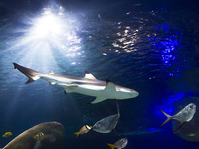 Eintritt ins SEA LIFE Oberhausen für 2 Erwachsene mit Behind the Scenes Tour