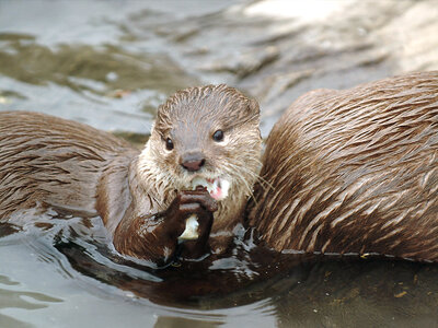 Eintritt ins SEA LIFE Oberhausen für 1 Erwachsenen mit Behind the Scenes Tour