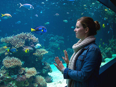 Geschenkbox Eintritt ins SEA LIFE Oberhausen für 1 Erwachsenen mit Behind the Scenes Tour
