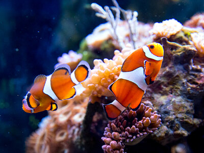 Eintritt ins SEA LIFE Oberhausen für 2 Erwachsene und 2 Kinder mit Behind the Scenes Tour
