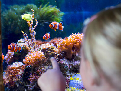 Eintritt ins SEA LIFE Oberhausen für 2 Erwachsene und 2 Kinder