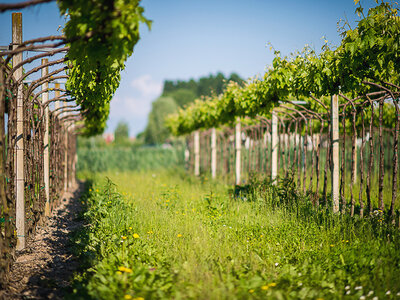 Cofanetto Veneto da scoprire: 1 notte in agriturismo con degustazione di vini e cena di 3 portate