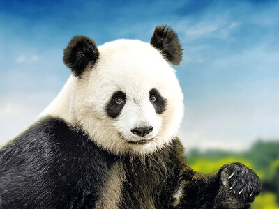 Une journée au ZooParc de Beauval en 2026 pour 2 personnes