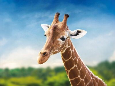 Séjour de 2 jours au ZooParc de Beauval en 2026