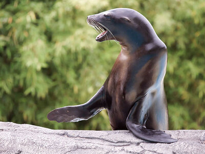 Coffret Séjour en famille au ZooParc de Beauval en 2026 : 2 journées et 1 nuit à proximité pour 3 personnes