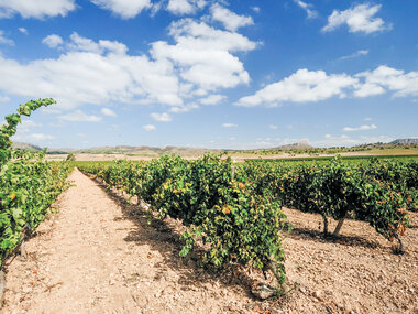 Visita a bodega con cata de 3 vinos y aperitivo
