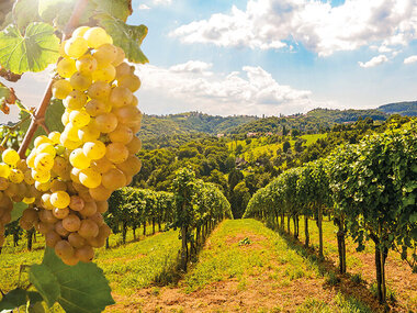 Un calice per dirti grazie!