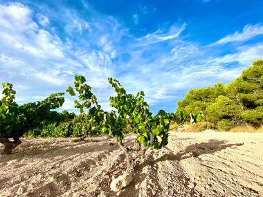 Bodega Cerrón: visita a bodega, viñedos y cata con 4 vinos con maridaje de quesos