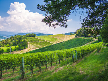 Calici e relax nell’Oltrepò Pavese: 1 notte in agriturismo con degustazione in cantina