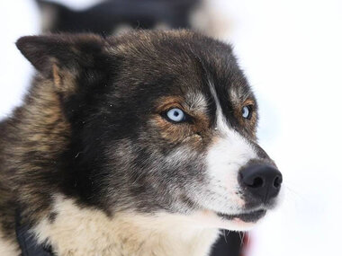 Divertimento in monopattino: una sessione di 1h e 30min con un cane da slitta