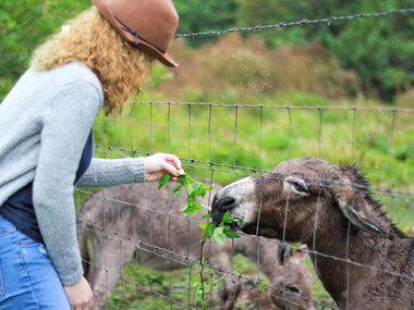 1 Eselsritt mit Fondueset oder Picknickkorb für 2 Personen