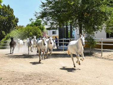 Auténtico espectáculo ecuestre en Cádiz para 2 personas