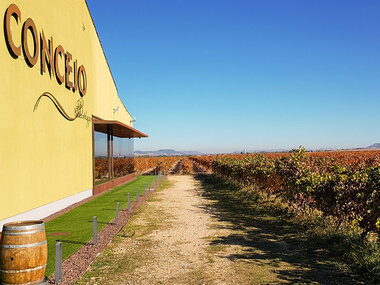 Inmersión enológica: visita guiada y cata en Concejo Bodegas