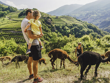 Alla scoperta degli alpaca nel verde del Trentino Alto Adige