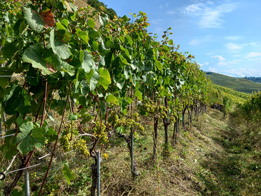 Weinverkostung im Duo mit Brett zum Teilen und Spaziergang durch die Weinberge in der Nähe von Sion