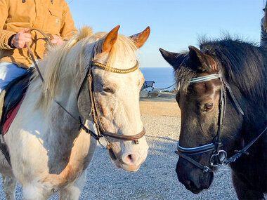 In sella con gusto a Pietra Ligure: una passeggiata a cavallo di 2h e grigliata per 2