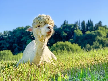 Picnic con gli alpaca in Toscana