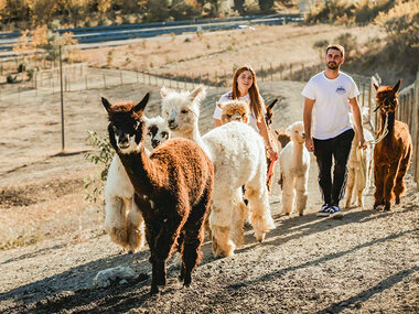 Passeggiata coccolosa: slow trekking con alpaca a Siena per 2 adulti e 2 bambini