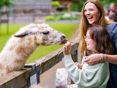 Gita in fattoria con gli alpaca per tutta la famiglia