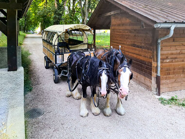 Promenade romantique en calèche avec dégustation de vins