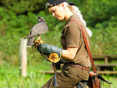 Rovfugleshow hos Ørnereservat for hele familien