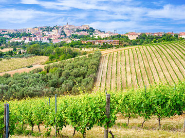 Le Marche e i suoi vini: visita a 1 cantina, 1 degustazione e 2 bottiglie