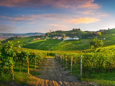 Alla scoperta dei vini piemontesi: visita alle cantine con degustazione e 2 bottiglie omaggio