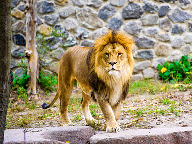 Træd ind i dyrenes verden