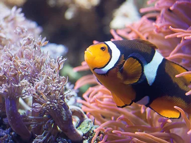 Visite de l’Aquarium Sea Life de Val d’Europe