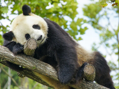 2 giorni alla scoperta dello ZooParc de Beauval per 2 adulti