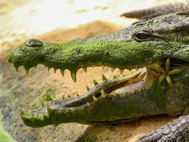 Journée en famille près de Montélimar : entrées pour La Ferme aux Crocodiles pour 2 adultes et 1 enfant