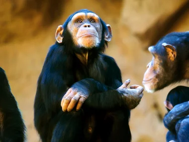 Loro Parque: 1 entrada de adulto