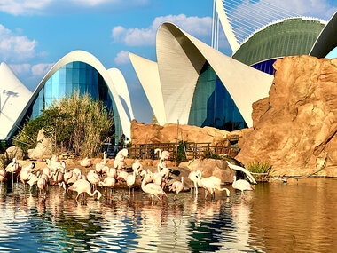 Oceanogràfic de Valencia y Museu de les Ciències: 1 entrada de adulto en temporada media