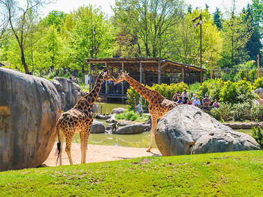 4 ingressi prioritari a Zoom Torino con accesso alle piscine e colazione con le giraffe