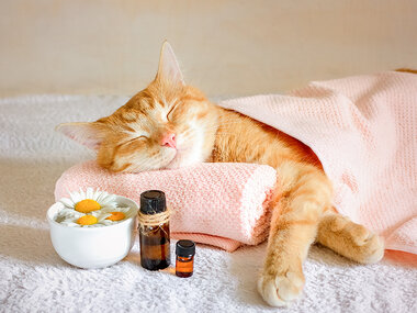 En paus fylld av wellness