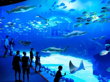 Poema del Mar - Aquarium Gran Canaria: 2 entradas de adulto