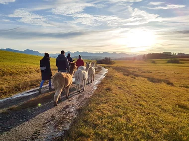 Alpakawanderung mit Picknick im Allgäu