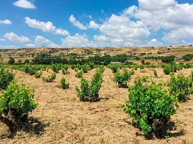 De bodegas en Madrid: visita guiada y cata de vinos