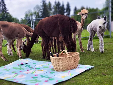 Alpaka-Wanderung mit Picknick im Allgäu für 1 Person