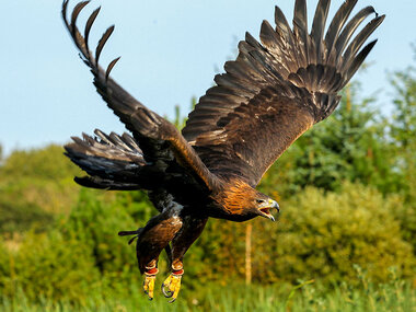 Oplev himlens konger i Ørnereservatet