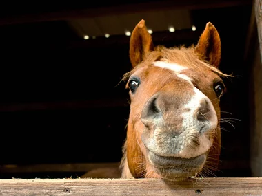 Tierliebe Streicheleinheiten beim Pferde- oder Pony-Kuscheln