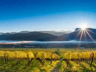 Visita guidata con degustazione di vini in una Tenuta in Trentino e kit degustazione da 3 bottiglie