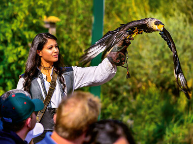 Tierisch gut! Falconeria Locarno für 2 mit Prosecco und Foto mit Eule