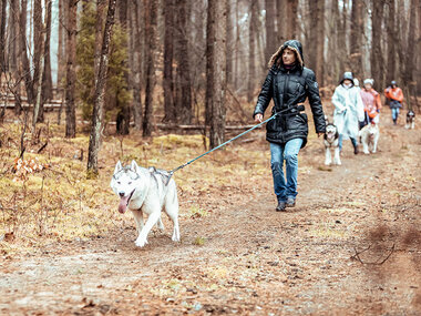1 Husky-Erlebniswanderung mit Schlittenfahrt und Grillen für 1 Familie
