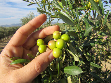 Plan triple en Almería: visita a OleoAlmanzora, a Geoda de Pulpí 
y Castillo de Terreros