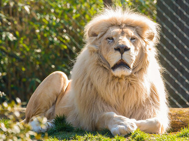 Zoo d'Amnéville : expérience en immersion avec les carnivores pour 2 personnes