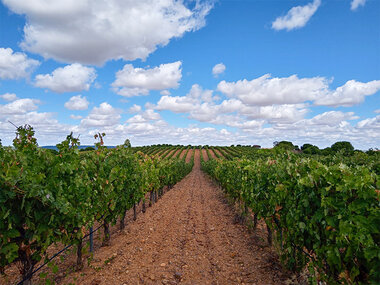 1 visita a bodegas con D.O. Toro y cata de vinos para 2 personas